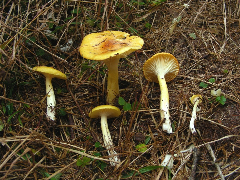 Ancora qualche igroforo